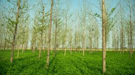 How to make farms more climate resilient? The solution is simple: trees