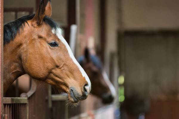 Families want stables for horses before moving into new homes