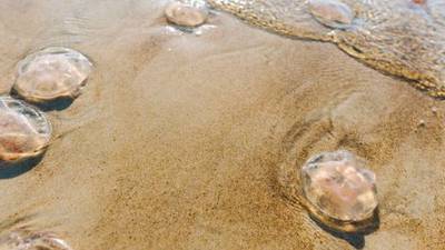 Balmy conditions, spring tides may increase risk of jellyfish stings