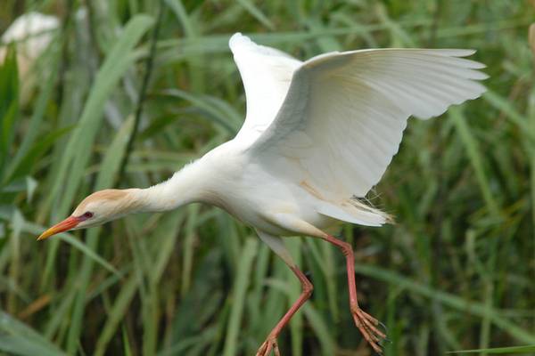 Cattle egret pays rare visit to Ireland