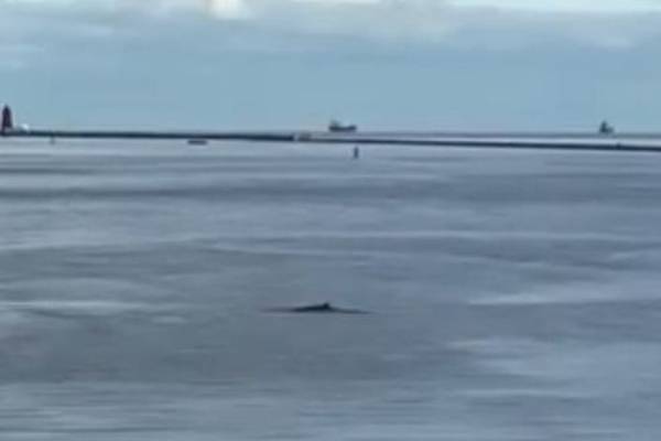 Large whale seen in Dublin Bay found dead in Dublin Port