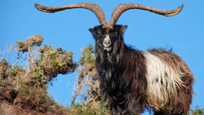 Warning that Old Irish Goat will become extinct without plan to save it