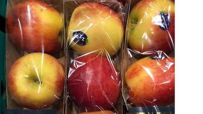 Apple Turnover – Frank McNally on the temptations of Forbidden Fruit