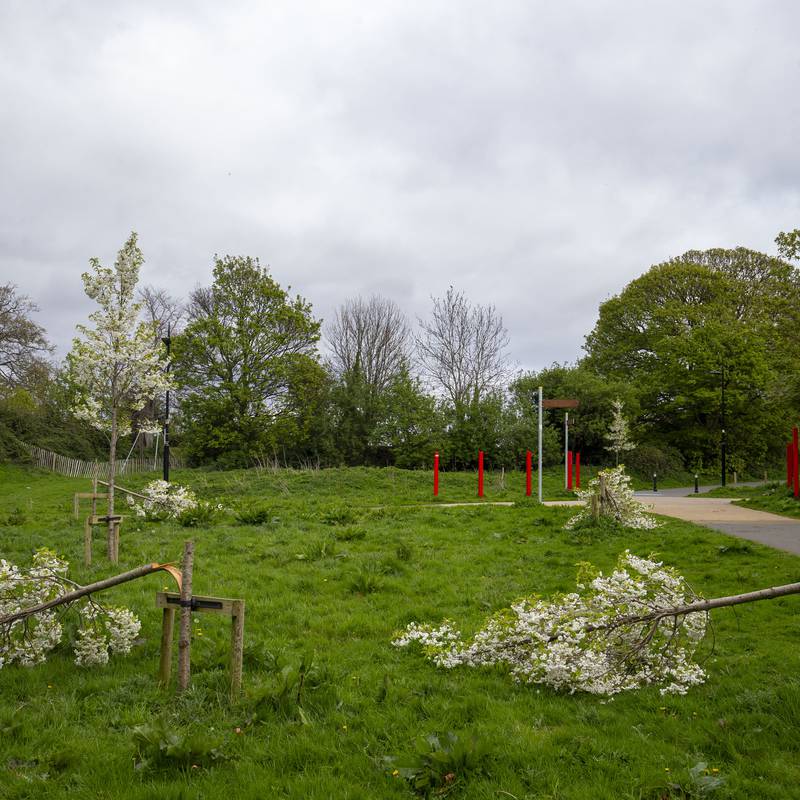 South Dublin County Council to plant ‘mini woodland’ at Dodder Valley Park