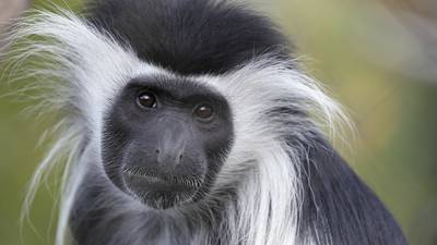 Escaped monkey who spent night in public toilet returns to Fota Wildlife Park