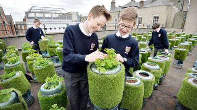 Belvedere College uses its rooftop to start an urban farm
