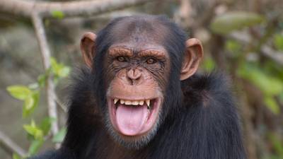 Could a chimpanzee be guilty of murder?
