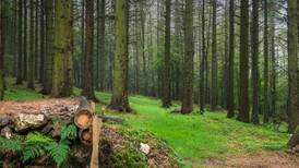 Irish forestry ‘net emitter of greenhouse gases’