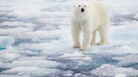 Third of world’s polar bears could disappear due to melting ice – scientists