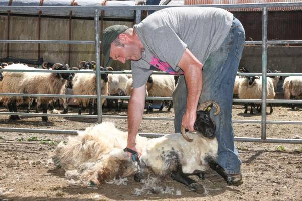 Connemara farmers shear hill sheep early in continuing heat