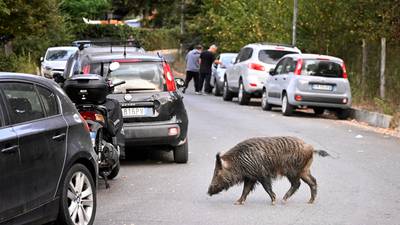 Rome’s boar invasion a sign the city is losing its war on waste