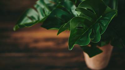 Gardening: How not to kill your houseplants