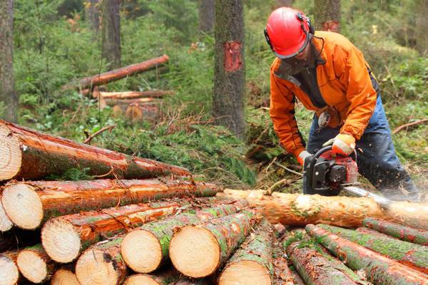 Bord na Móna cited in landmark EU case on use of forest biomass