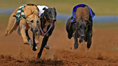 BAI rejects complaint by Irish Greyhound Board over RTÉ documentary