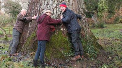 Where is the oldest tree in Ireland?