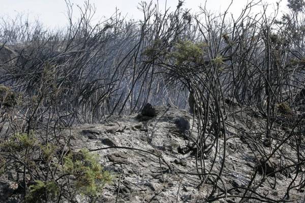Conservation group lodges gorse fire complaint with European Commission