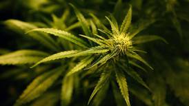 Burglary complaint leads gardaí to cannabis plant