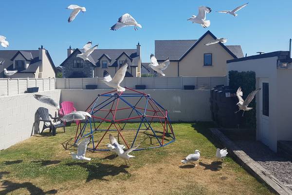 Seagulls in Dublin accused of creating ‘uncivilised and dangerous’ conditions