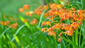 Your gardening questions answered: How can I control Crocosmia? 