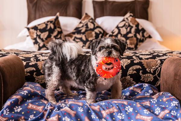 Dogs allowed: Where to bring your mutt on holidays