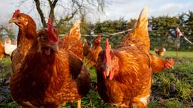 Second outbreak of avian flu in Co Monaghan commercial poultry flock