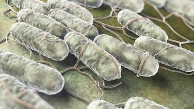 Salmonella cases in 2017 reach highest number in almost 10 years