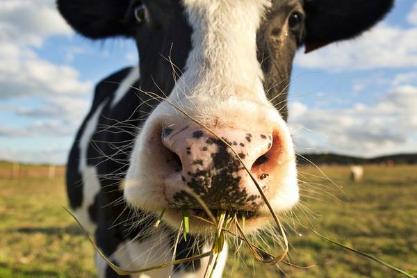 Emotional wellbeing of dairy cows may be hurt by ‘livestock lockdown’, study finds
