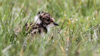 Endangered lapwing makes return to Co Down bog thanks to conservation efforts