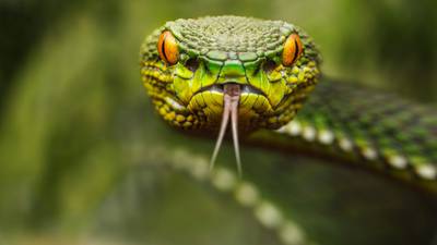 Smelly snakes: 20 rotten reptile heads found in suitcase