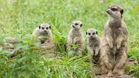 One meerkat, one vote: ‘ballots’ are not the preserve of humans