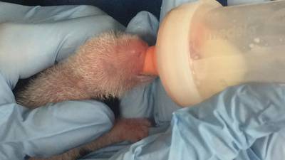 Smaller newborn panda twin dies at Washington zoo