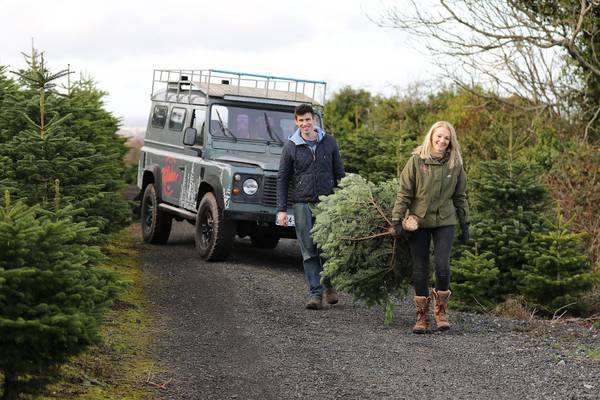 Where to get your Irish Christmas tree and how to make it last