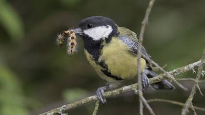 Out of sync: How climate change is messing with nature’s timing