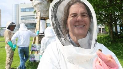 ‘Plan Bee’ urges citizen scientists to help monitor endangered wild native Irish honeybee colonies