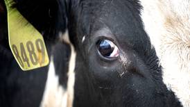 ‘Overwhelmed’ Burren farmer escapes jail over 63 cattle deaths 