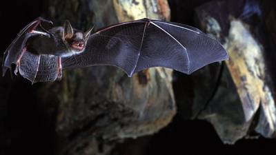 Covid-19: Scientists identify genes which help bats fight viruses