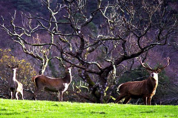 National parks  to get €500,000 cash injection