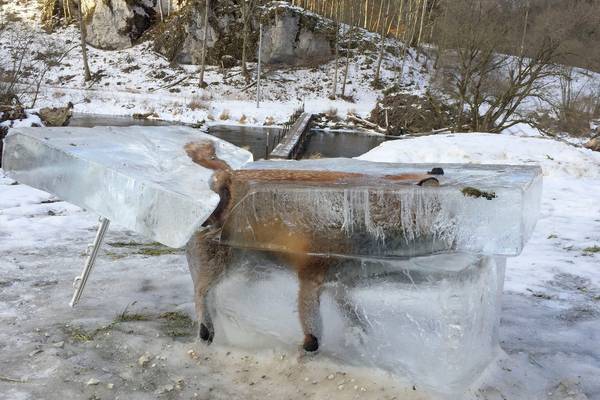 Fox found frozen in ice block after falling into river
