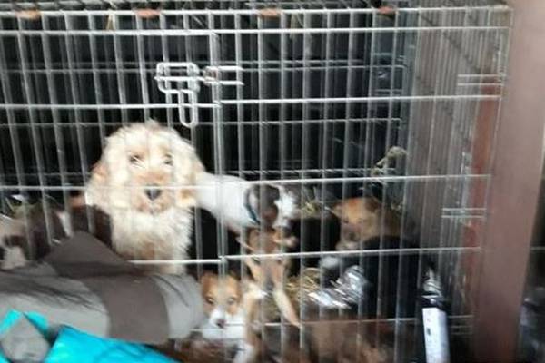 Gardaí seize dozens of dogs at Dublin Port