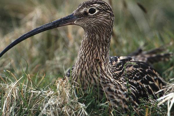 The clock is ticking to save the curlew