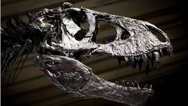 Even   T Rex might have dined  on carrion, model shows