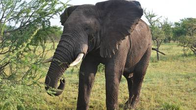 Tourist dies on elephant trek during family trip to Thailand