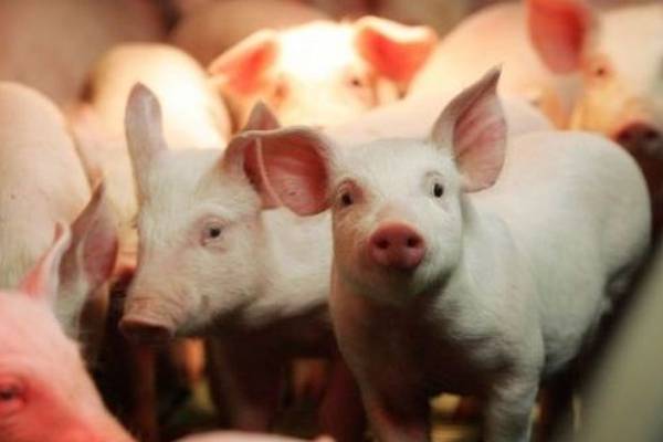 ‘Simple ham sandwich’ could bring African Swine Fever to Ireland