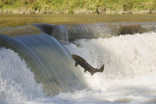 ‘Just three or four’ in 100 wild salmon return to Irish waters