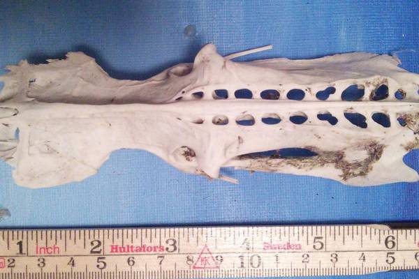 What does this Icelandic bone come from? Readers’ nature queries
