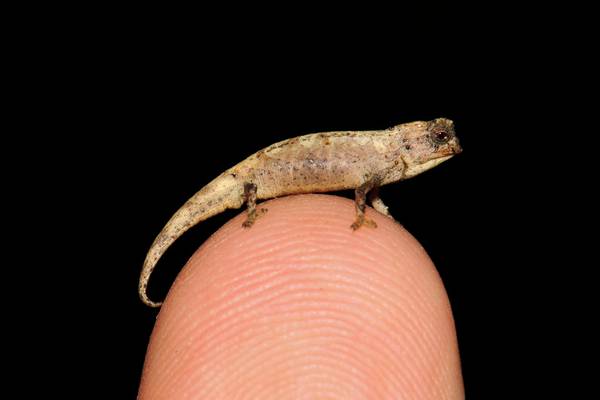 Scientists may have discovered smallest reptile on Earth