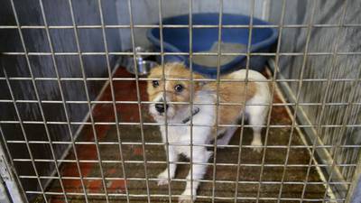 Number of dogs euthanised continued to fall last year