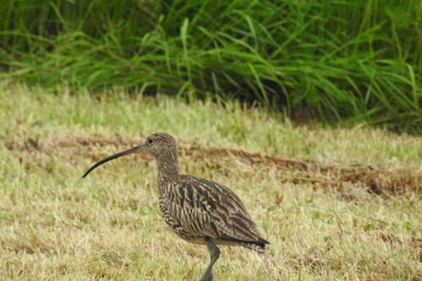 Stark warning issued on decline of curlew as just 128 breeding pairs remain