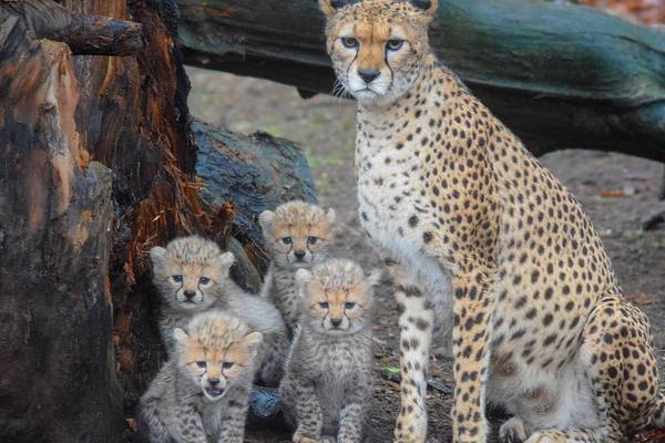Fota Wildlife Park unveils competition to name cheetah cubs