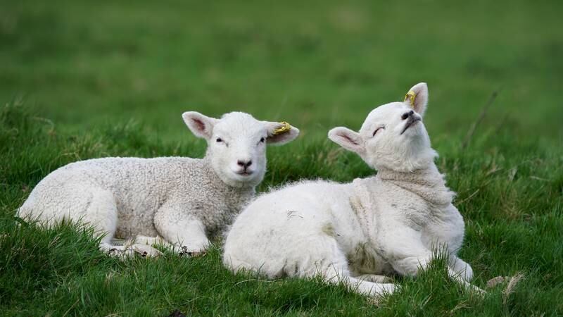 Why the lamb you bought  for Easter is probably not spring lamb